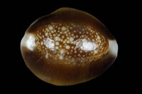 藏品(雪山寶螺)的圖片